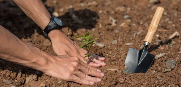 Men plant trees in the soil to conserve nature. Selective focus.